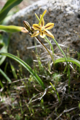 Triteleia ixioides anilina