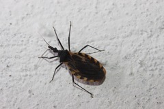 Triatoma mexicana