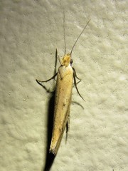 Ypsolopha unicipunctella
