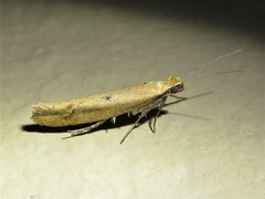 Ypsolopha unicipunctella