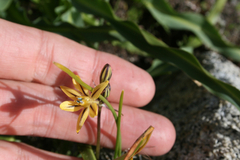 Triteleia ixioides anilina