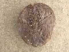 Echinocardium cordatum image