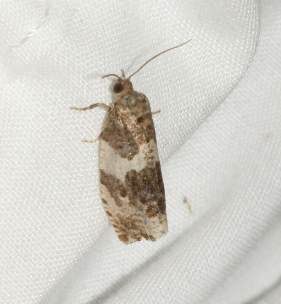 Poplar Leafroller Moth from Mont-Joli, QC, Canada, 1101 rue Lussier on ...