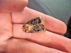 Proteuxoa sanguinipuncta