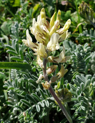 Astragalus miguelensis