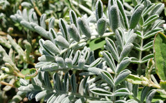 Astragalus miguelensis