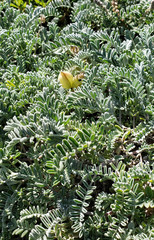 Astragalus miguelensis