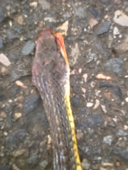 Dendrophidion percarinatum