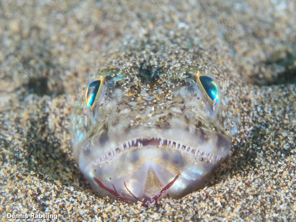 Atlantic Lizardfish from Las Palmas, ES-CN, ES on November 28, 2023 at ...