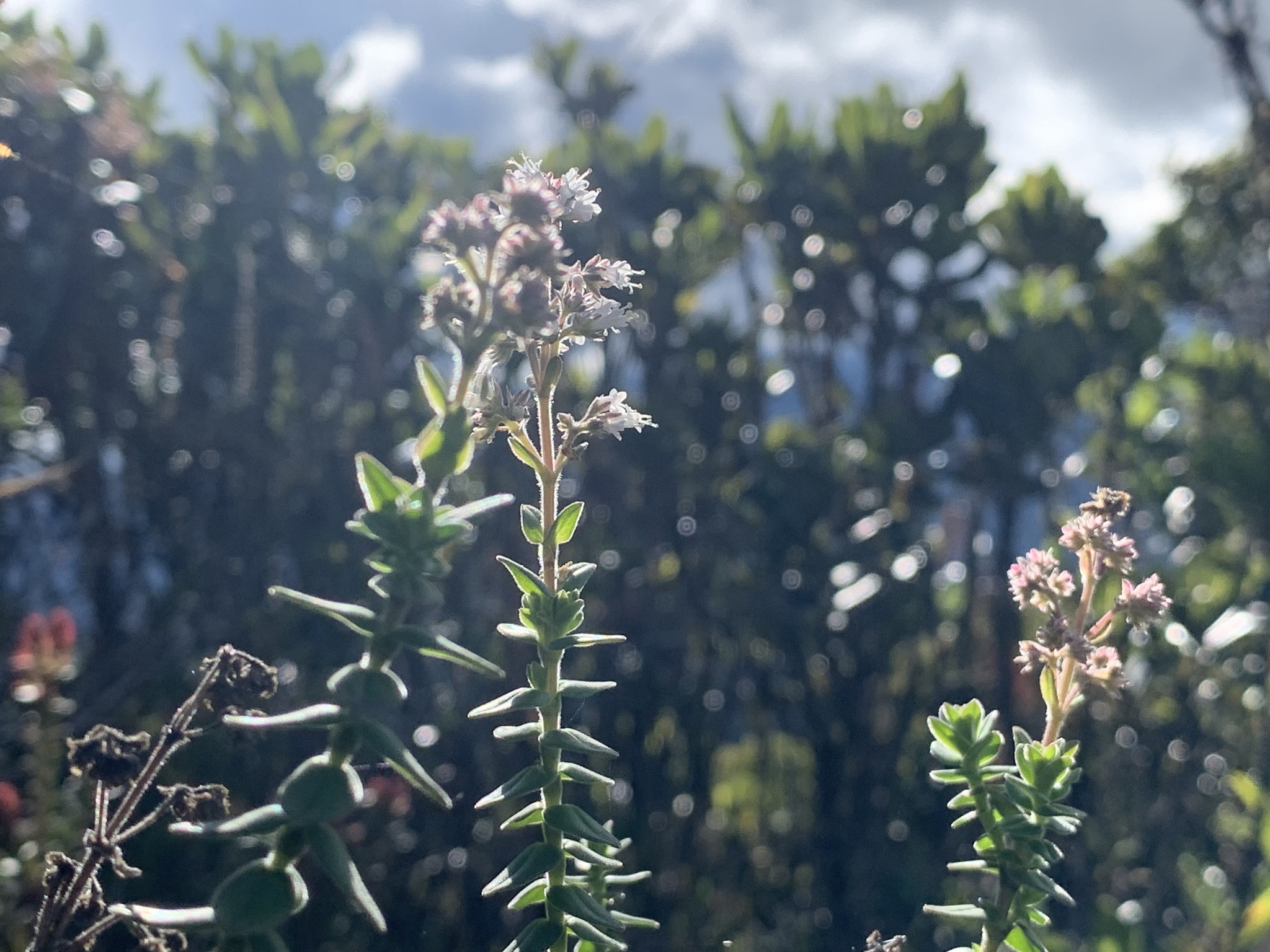 Valeriana microphylla image