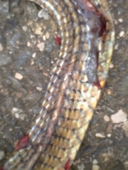 Dendrophidion percarinatum