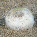 Ova canalifera - Photo (c) Dennis Rabeling, some rights reserved (CC BY-NC-ND), uploaded by Dennis Rabeling