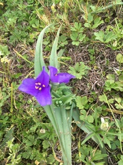 Tradescantia gigantea