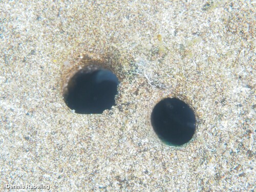 Representative image of Solecurtus strigilatus