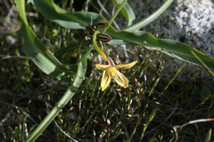 Triteleia ixioides anilina