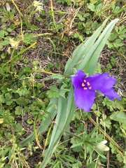 Tradescantia gigantea