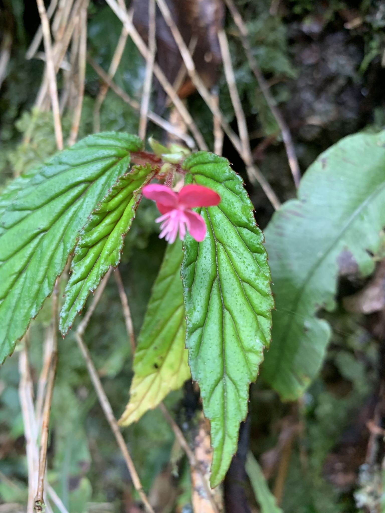 Begonia urticae image