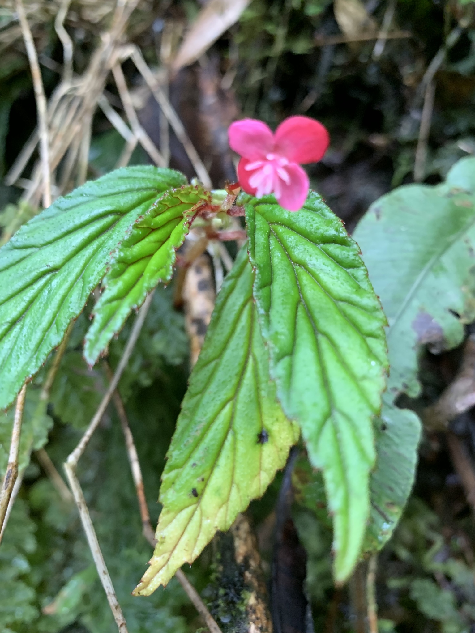 Begonia urticae image