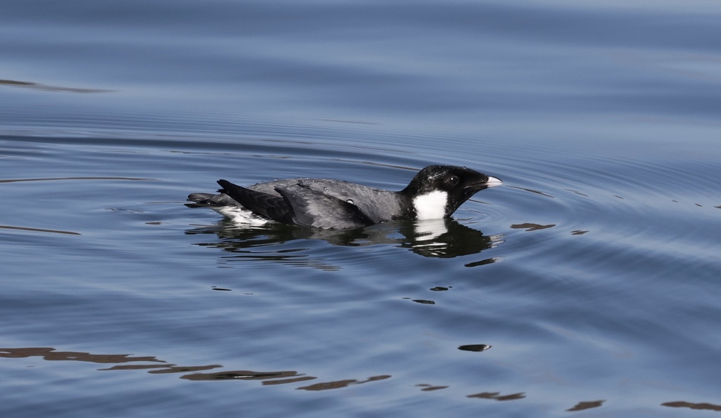 Ancient Murrelet