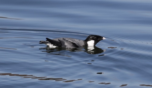 Ancient Murrelet
