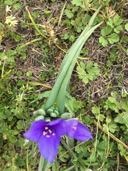 Tradescantia gigantea