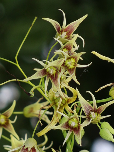 Stauntonia