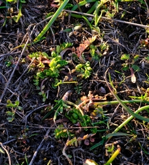 Limnanthes macounii