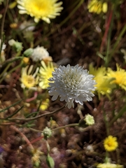 Chaenactis fremontii