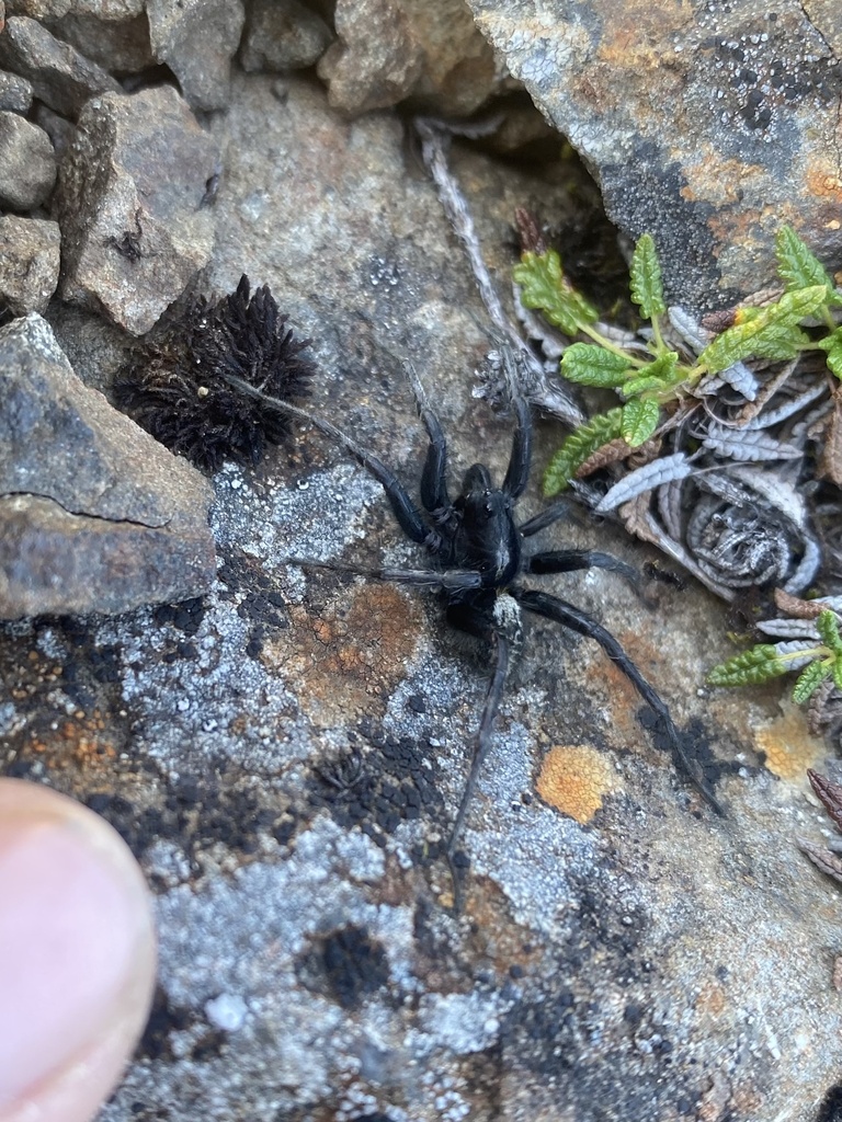 Sibirocosa sibirica