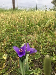 Tradescantia gigantea