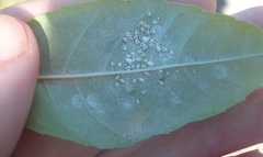 Siphoninus phillyreae