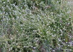 Pectocarya peninsularis