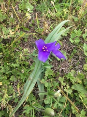 Tradescantia gigantea