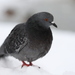 Feral Pigeon - Photo (c) Игорь Анфиногентов, some rights reserved (CC BY-NC), uploaded by Игорь Анфиногентов