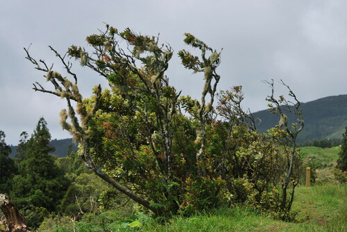 Azores Blueberry