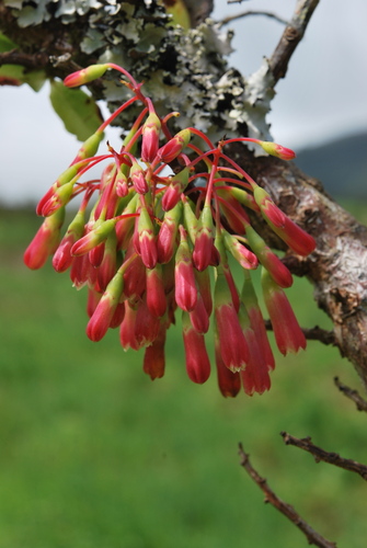 Azores Blueberry