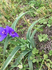 Tradescantia gigantea