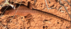 Uta stansburiana uniformis
