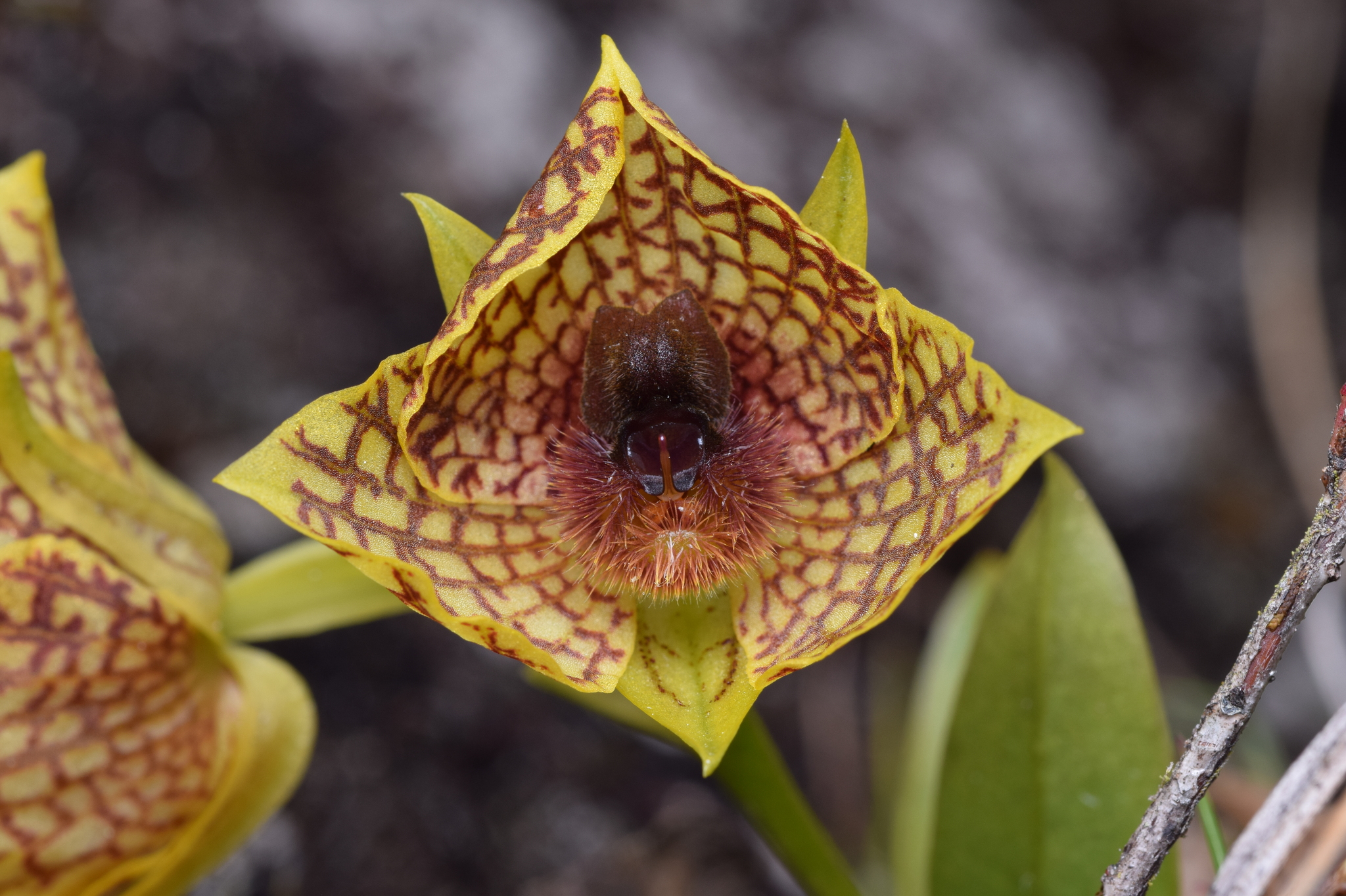 Telipogon stinae image