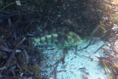 Notolabrus parilus