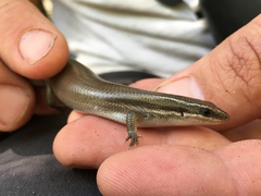 Plestiodon tetragrammus