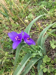 Tradescantia gigantea