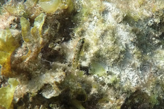 Omobranchus germaini