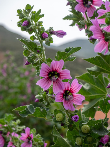 Tree Mallow