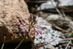 Allium campanulatum