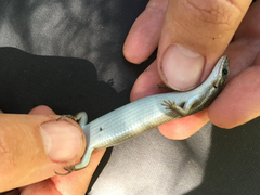 Plestiodon tetragrammus
