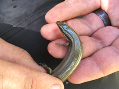 Plestiodon tetragrammus