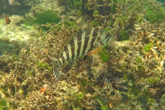 Goniistius rubrolabiatus