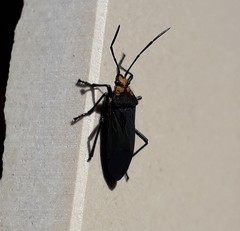 Oncopeltus luctuosus