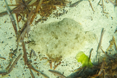 Pseudorhombus jenynsii